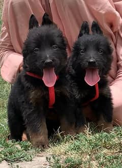 German Shepherd long coat 2 month pair for sale heavy bone