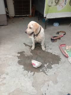 labrador female vaccination deworming done