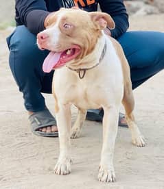 American pitbull male available for sale