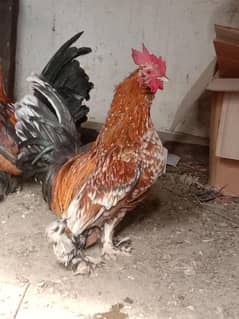 chasky