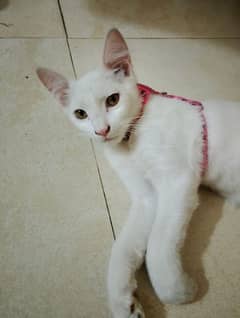 Persian