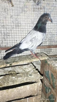 High fly pigeon