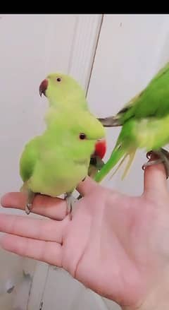 Single parrot price 7000 Green ringneck parrot handtame self chicks
