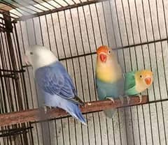 Quality Parblue Opaline Split PF