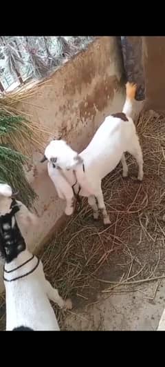 2 bakry k bachy 4 months k
