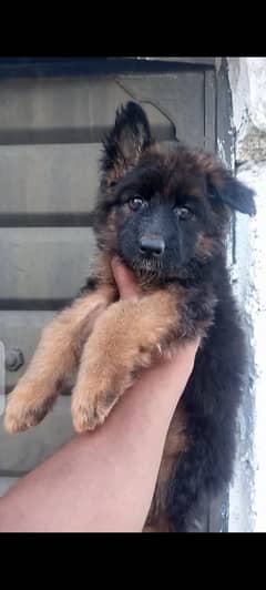 Gsd