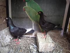 Pigeons for sale