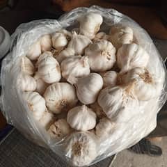 Garlic