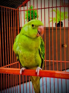 Kathy parrot 2 pis