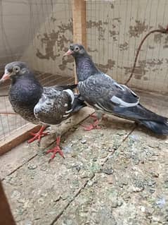 Royal teddy peiogons baby for sale