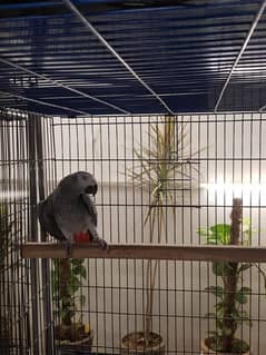 Grey Parrot