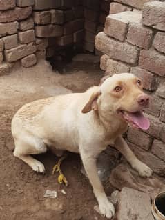 Labrador