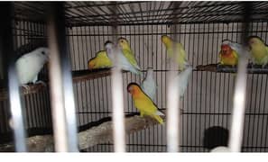 mix love birds
