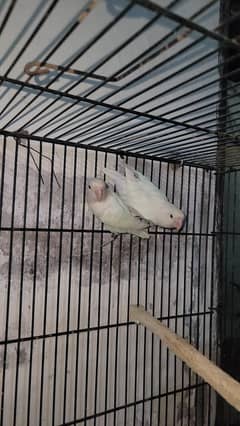 Love Birds