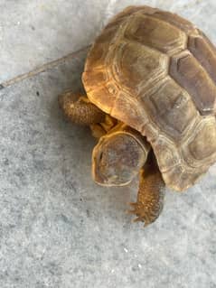 tortoise