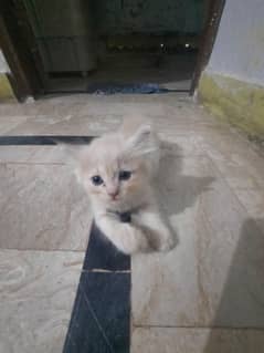 I am selling Kittens