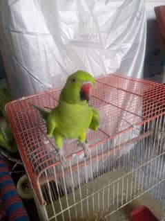 Green Ringneck fo sale