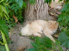 Persian Male cat