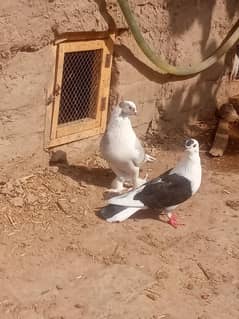 sharazi pigeon breeder pair ha