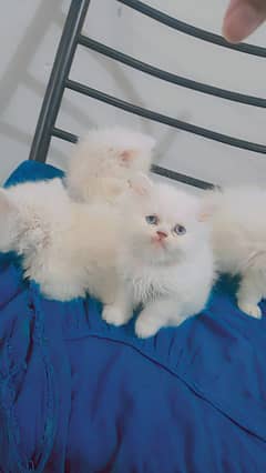 Kittens for sale