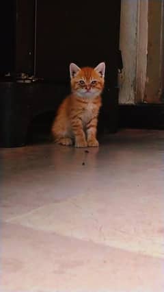 kitten