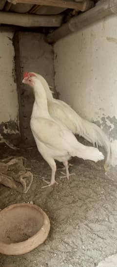 Heera pair for sale