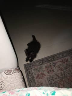 Triple coat punch face  male Persian cat