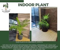 Al-Haider Nursery Indoor plansts Garden Decoration gardening metrail