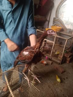 Full Setup  sale Check description hens/chicks/l 03364578464
