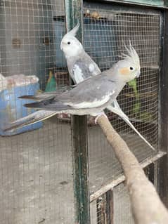 Cocktail breeder pair available