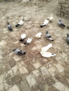 pigeon