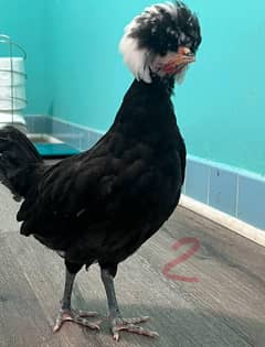 polish  chicks availabale ,fancy ,very high quality ,Gk