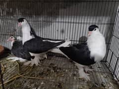 Sherazi Pigoen Breeder Pair For Sale
