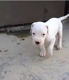Dogo