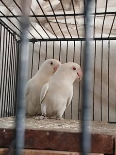 Albino red eyes pair