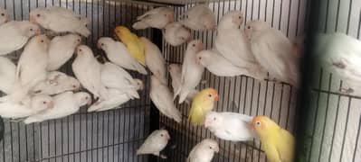 Albino