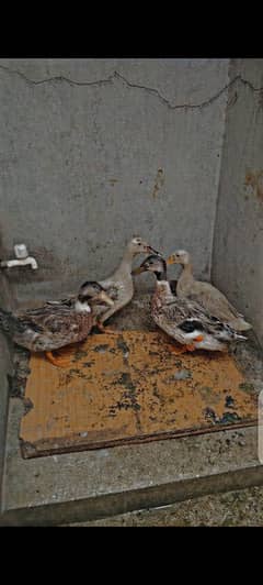 Breadedr duck