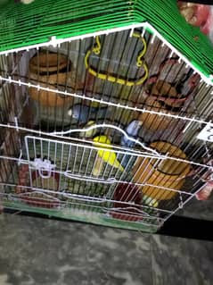 CAGE B SATH HA PARROTS KY CONTACT KRY IS NUM PE 03306575888