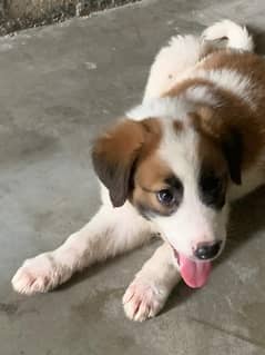 for sale