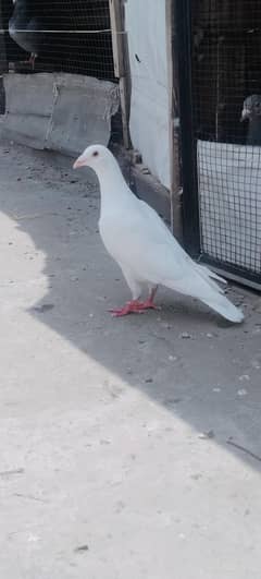 White daimand