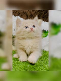 fawan color  Persian kitten|Triple long coat |punch Face|cat babies