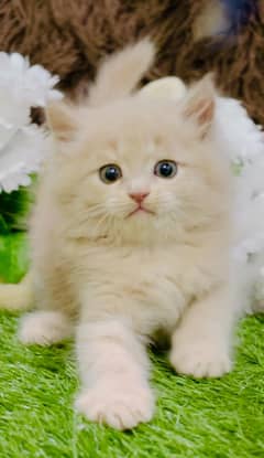bicolor persian kitten|Triple long coat |punch Face|cat babies