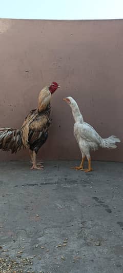 aseel pair