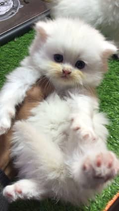 pure persian punch face triple coated kittens for sale