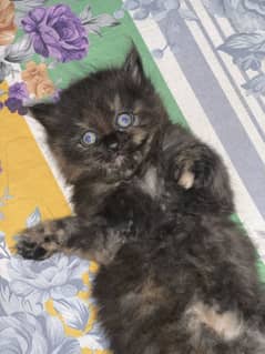 Four Cats (Kittens) for sale 3 Male & 1 Female 10K per kitten!