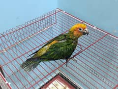 red factor sun conure chick