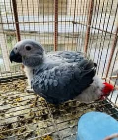 African grey parrot for sale 03358071474