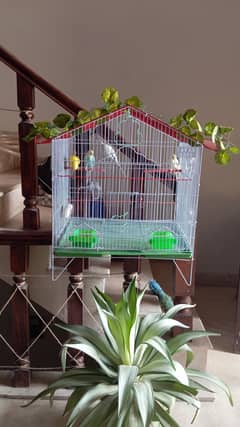 Australian Parrots with New Cage