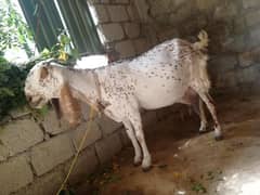 makhi cheeni tyar bkri