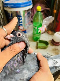 Pigeons For Sell